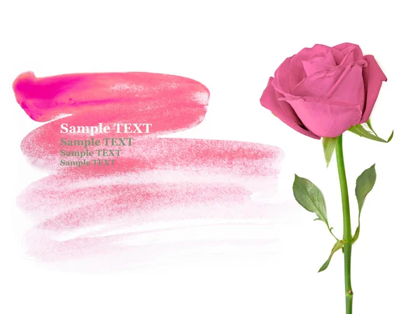 Pink roses isolated on white with sample text — Stock Photo, Image