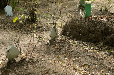 Mezar taşı ve kimse ile graves.