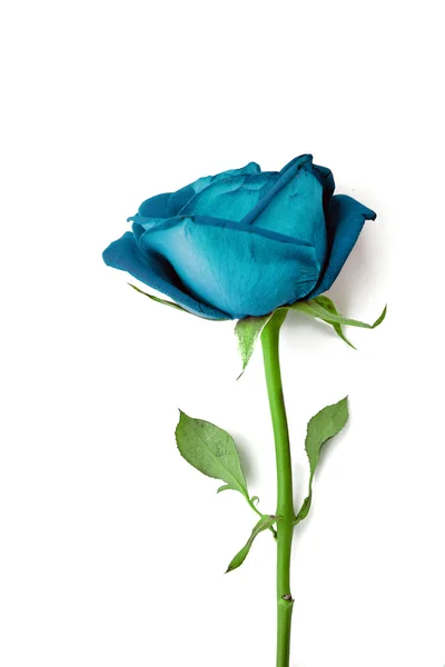 Rosa blu isolata su bianco . — Foto Stock