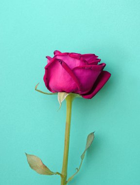 Mavi arkaplanda pembe gül