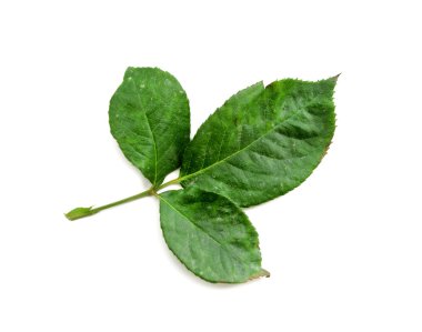 Beyaz arka plan üzerinde izole gül yaprak yeşil