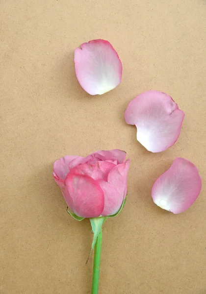 Romantic floral, Valentines day background/Pink roses on wooden background — Stock Photo, Image