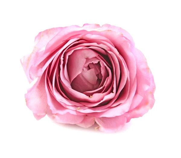 Rose rose macro avec des détails . — Photo