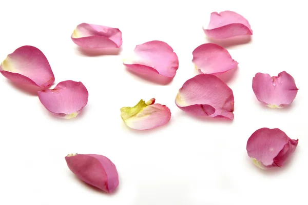 하얀 배경에 있는 장미꽃의 꽃잎 — 스톡 사진