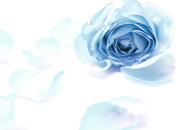 Sweet blue roses in soft and blur style — стоковое фото
