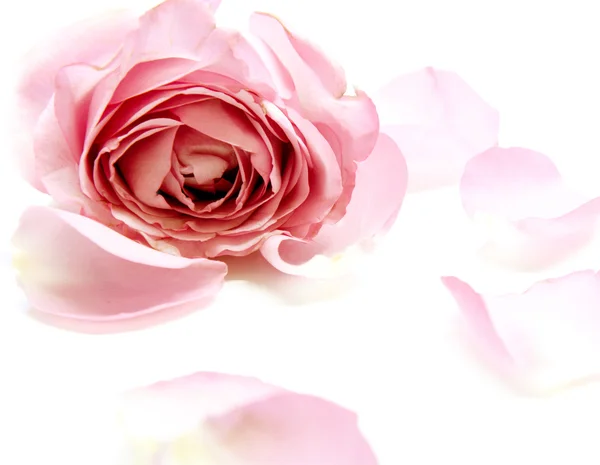 Roses roses douces dans le style doux et flou — Photo