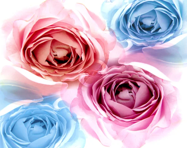 Yumuşak tatlı mavi ve pembe güller ve bulanıklık stili — Stok fotoğraf