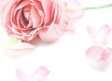 yumuşak tatlı pembe Gül ve bulanıklık stili