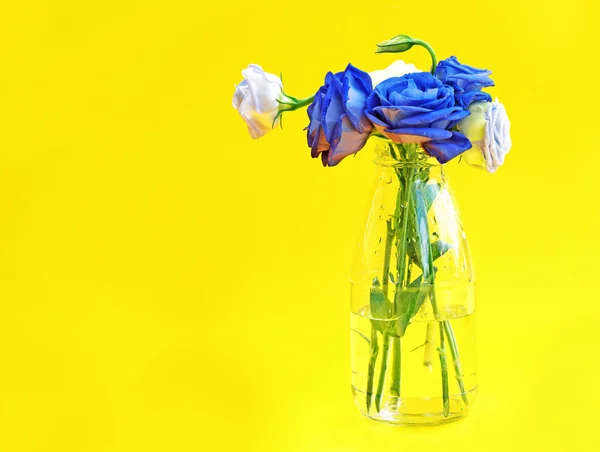 Blue and white roses in glass vase on yellow background. — Stock Photo, Image