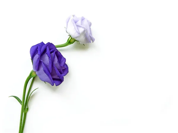 Blue rose - isolated on white background — Stock Photo, Image