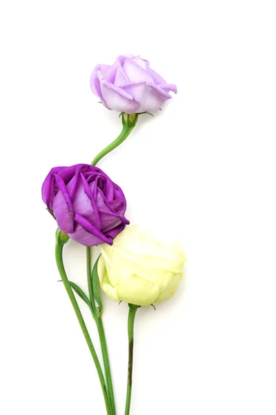Rose fraîche et flétrie isolat sur blanc . — Photo