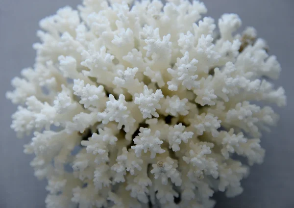 Coral blanco de cerca — Foto de Stock