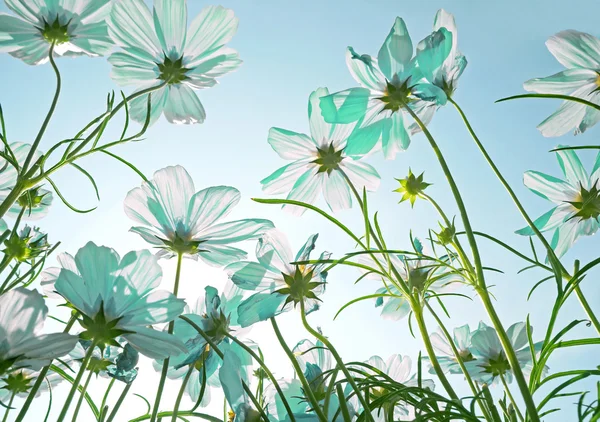 Beautiful pink flowers and Blue sky — Stock Photo, Image