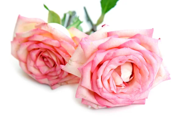 Красивые розовые розы на белом фоне — стоковое фото