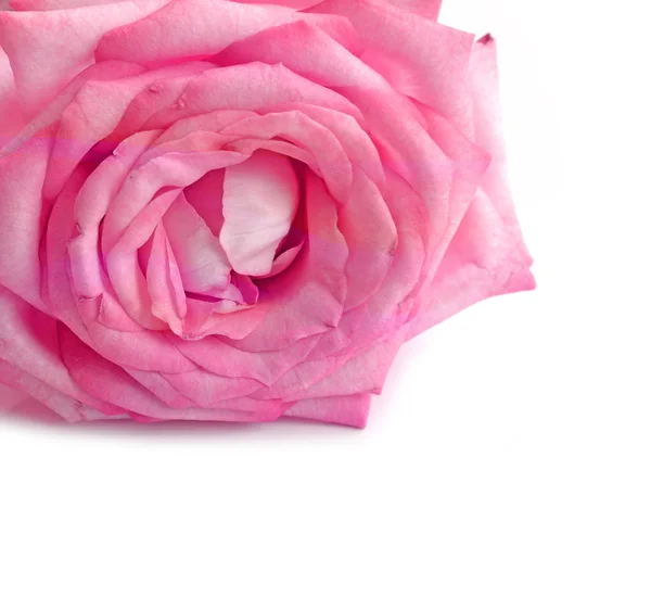 Вид спереди крупным планом розовой розы — стоковое фото