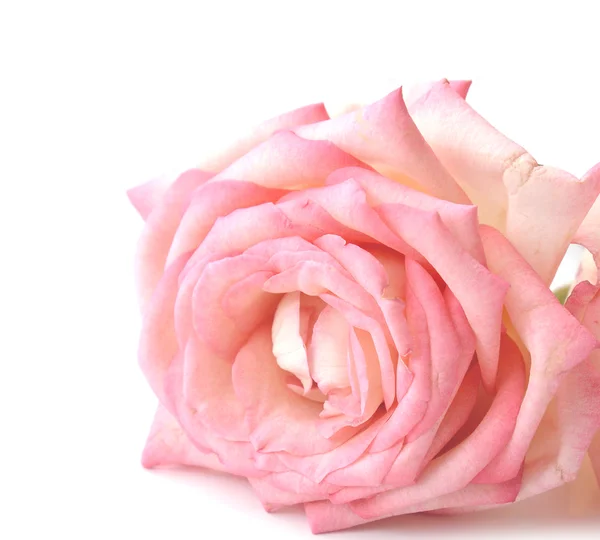 Front view close up of a pink rose — Stock Photo, Image