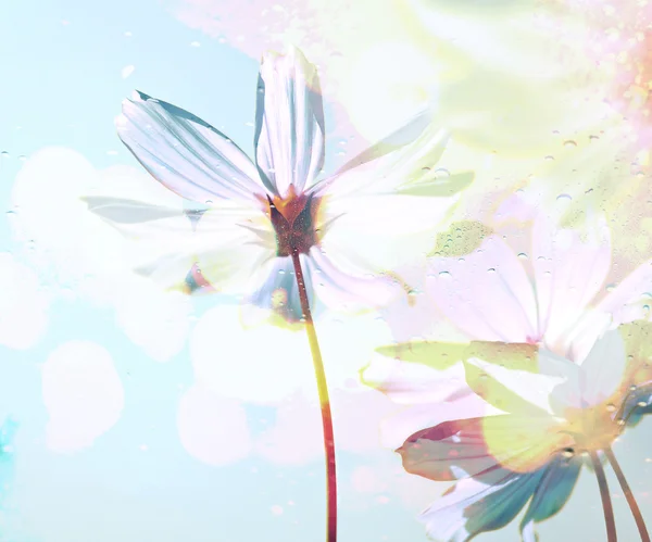 Kosmos kwiaty w krople deszczu pod szkłem z wiosną i błękitne niebo miękkie rozmycie tła — Zdjęcie stockowe