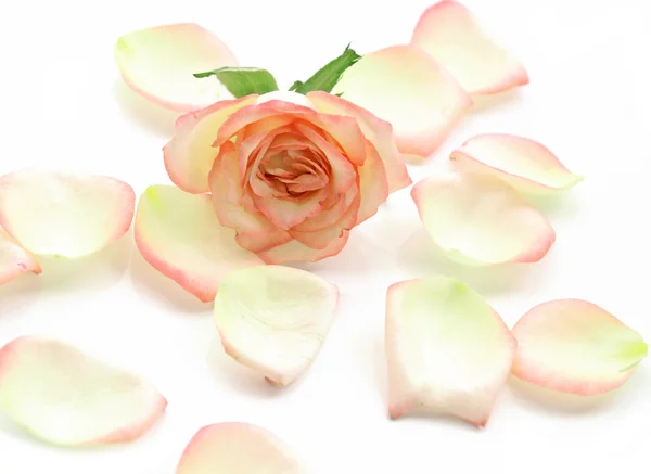 Pink roses and petals on white. Stock Image