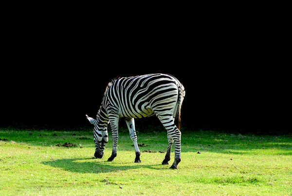 Zebra em pé na grama verde . — Fotografia de Stock