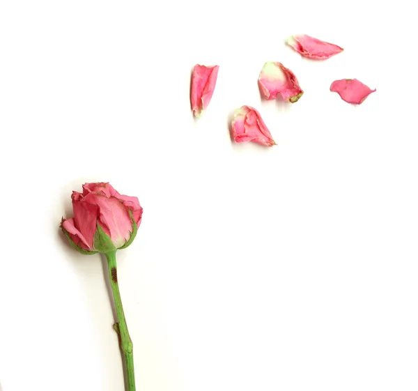 一朵风干的玫瑰上白色孤立 — 图库照片