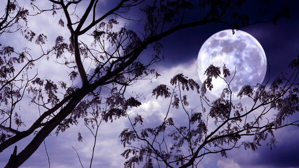Halloween background. Spooky forest with full moon and dead trees