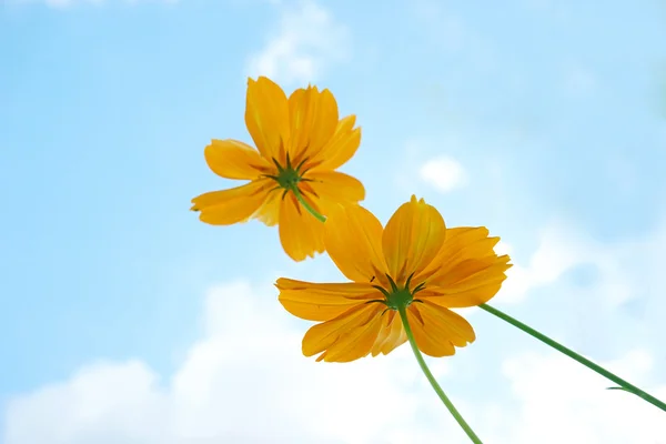コスモスの花と青空 — ストック写真