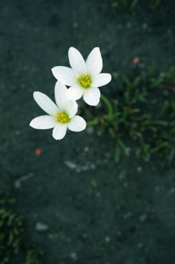 Beyaz Zephyr Lily, yağmur Lily beyaz veya Zephyranthes Candida