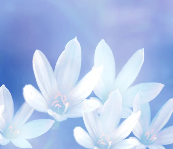 Flowers in soft style for background — Stock Photo, Image