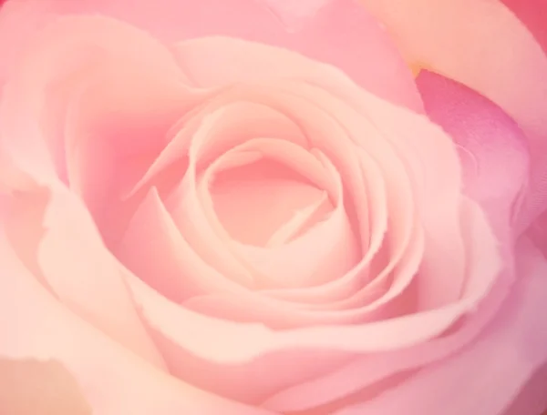 Close-up μακροεντολή ένα όμορφο ροζ τριαντάφυλλο (μαλακή εστίαση) — Φωτογραφία Αρχείου