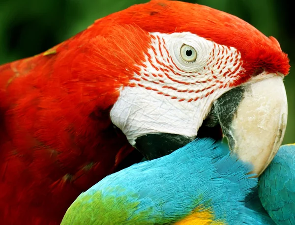 Fechar a arara (papagaio grande ) — Fotografia de Stock