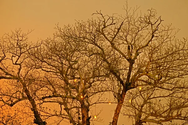 Árbol ramas silueta negro diseño noche miedo abstracto natural, espeluznante árboles fondo —  Fotos de Stock