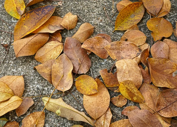 Feuilles sèches fond — Photo