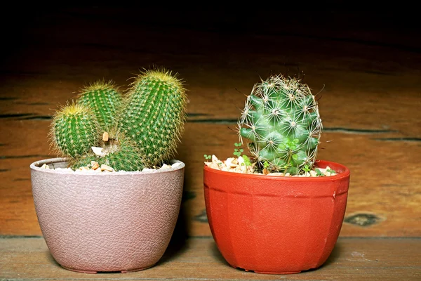 Cactuses in flowerpots — Stock Photo, Image