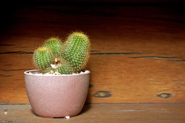 Cactus in flower pot — Stock Photo, Image