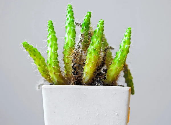 Cactus con espinas largas — Foto de Stock