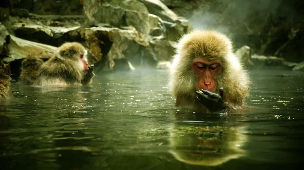 Macaco de neve sentado em fonte quente Macaco japonês, Jigokudani Monkey Park, Macaco de neve — Fotografia de Stock