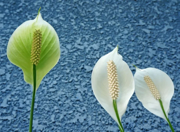 White anthurium andreanum flowers — Stock Photo, Image