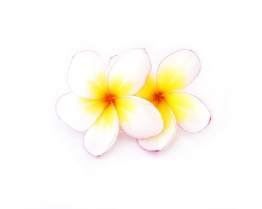 Frangipani çiçeği izole edilmiş beyaz arkaplan