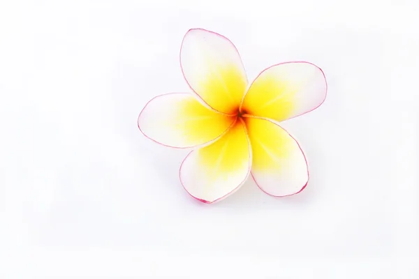 Flor de frangipani isolado fundo branco — Fotografia de Stock