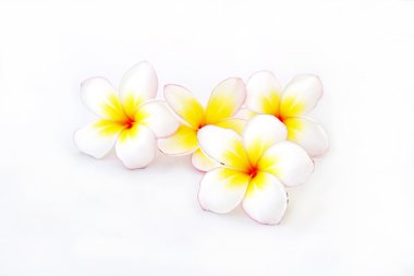 Frangipani çiçeği izole edilmiş beyaz arkaplan