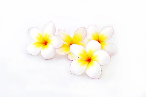 Flor de frangipani isolado fundo branco — Fotografia de Stock