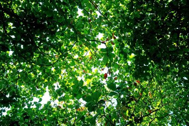 Yeşil yaprakların altında arka plan