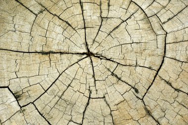 Grunge doku ahşap malzeme arka plan