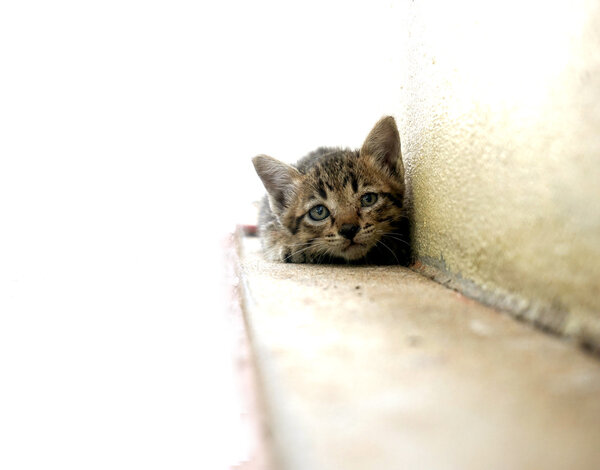 Portrait of dirty kitten on street