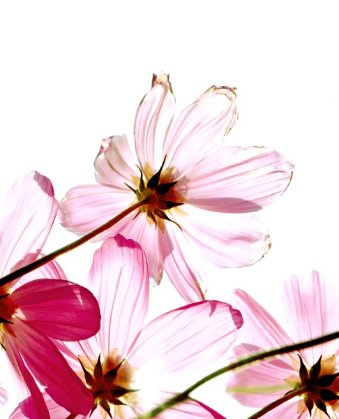 Studio Shot of Fuchsia Colored Cosmos Flowers Isolated on White Background — Stock Photo, Image