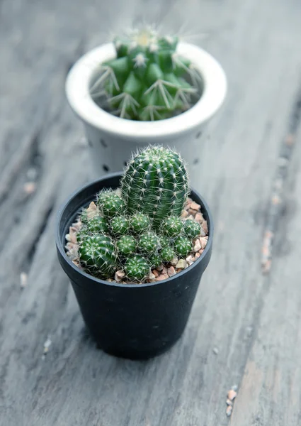 Cactus for decorated with retro tone — Stock Photo, Image
