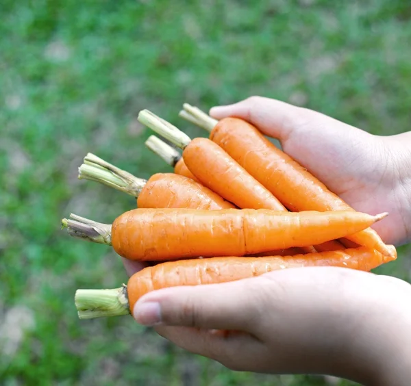 Porkkanoita. Tuoreet porkkanat kädessä . — kuvapankkivalokuva