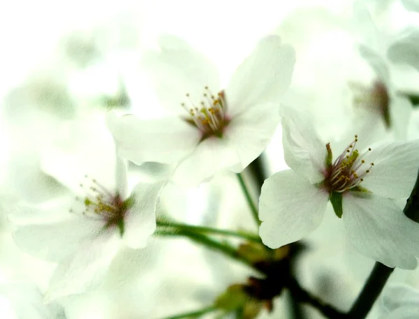 Beautiful blurred sakura flowers in the morning. cross processing on cement texture. — Stock Photo, Image