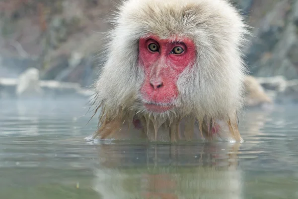 Aap in een natuurlijke onsen (hot spring), gelegen in de sneeuw aap, Nagono Japan. — Stockfoto