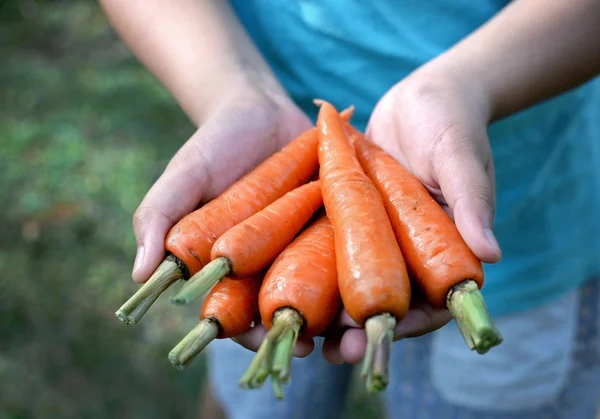 Möhren. frisch geerntete Möhren in der Hand. — Stockfoto